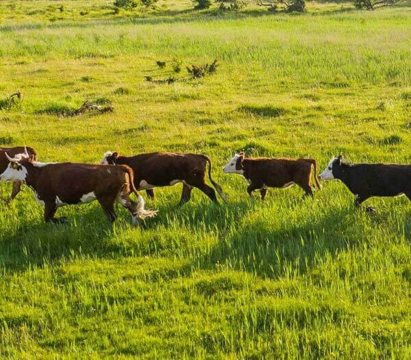 Cows roaming a field