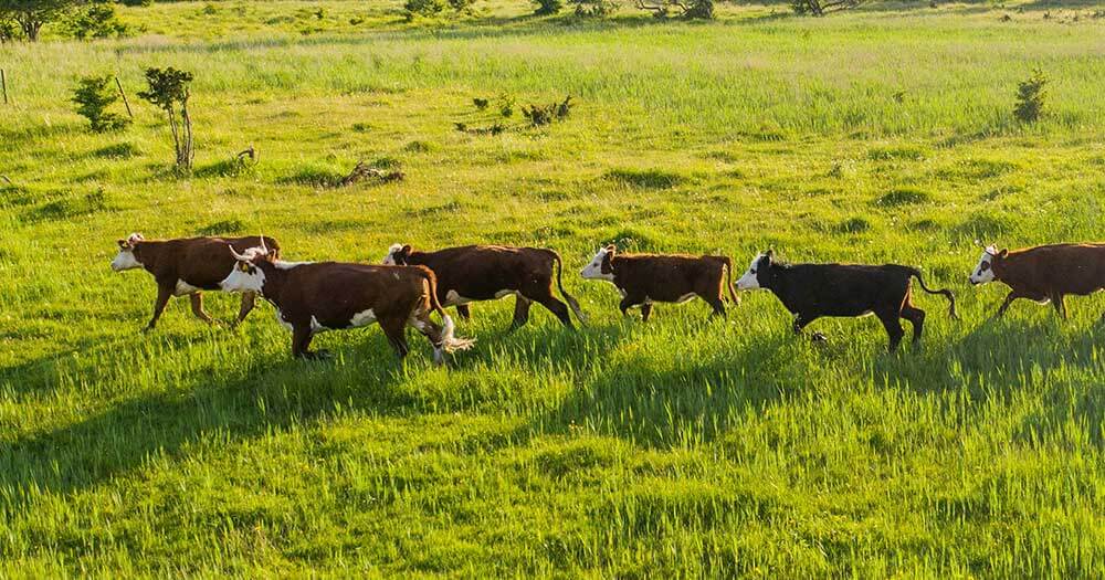 Cows By Geio Tischler