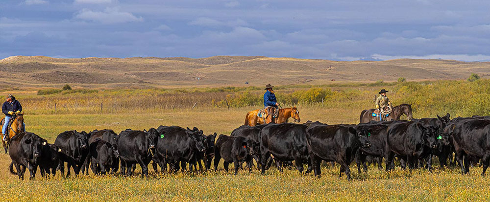Creekstone Farms Cows