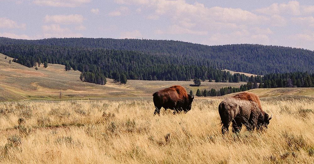 Bison Picture By Haley Parson - Unsplash.com