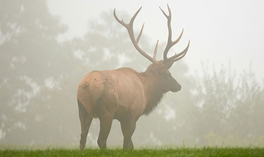 Fossil Farms Elk Meat