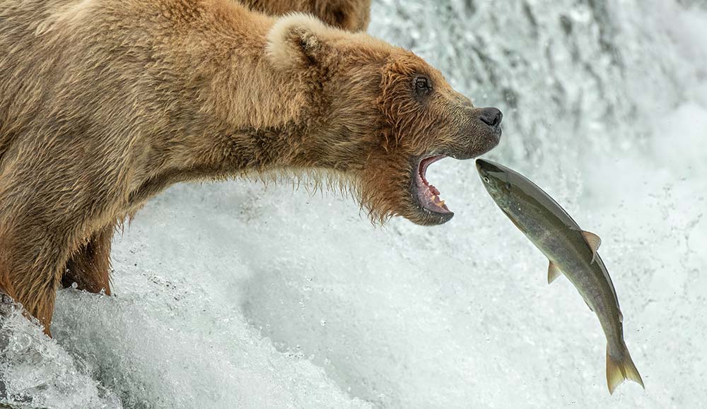 Fossil Farms Bear Meat