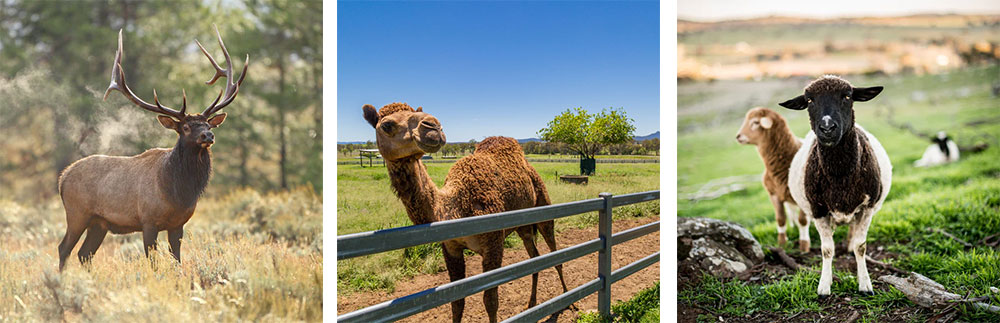 Fossil Farms Review: Is This Exotic Meat Delivery Worth It? | Timbo's Food Box Fossil Farms Wild Meat