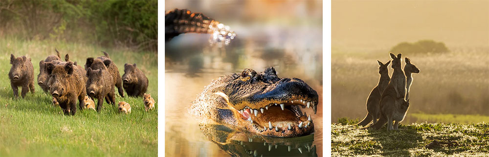 Fossil Farms Review: Is This Exotic Meat Delivery Worth It? | Timbo's Food Box Fossil Farms Wild Collection