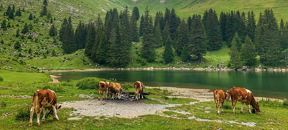 Heritage Foods USA Cows