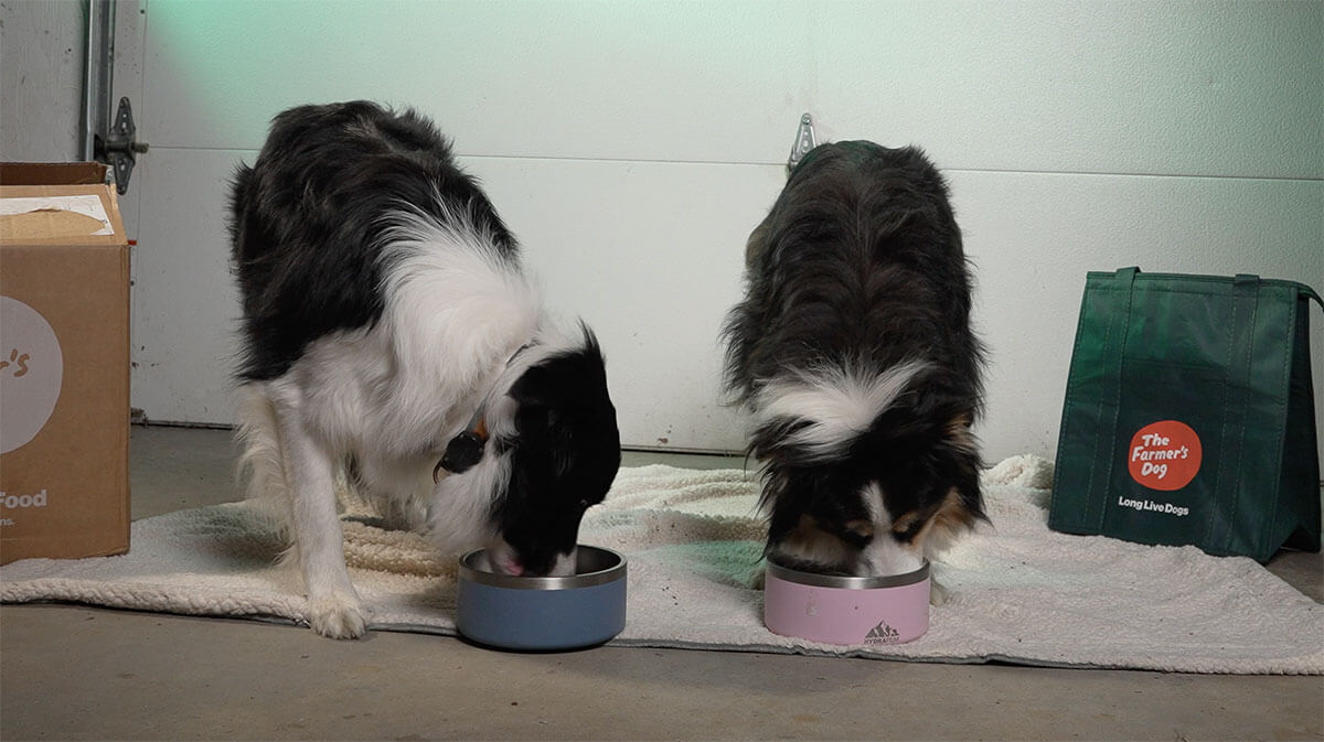Koda and Moose Eating The Farmers Dog Food