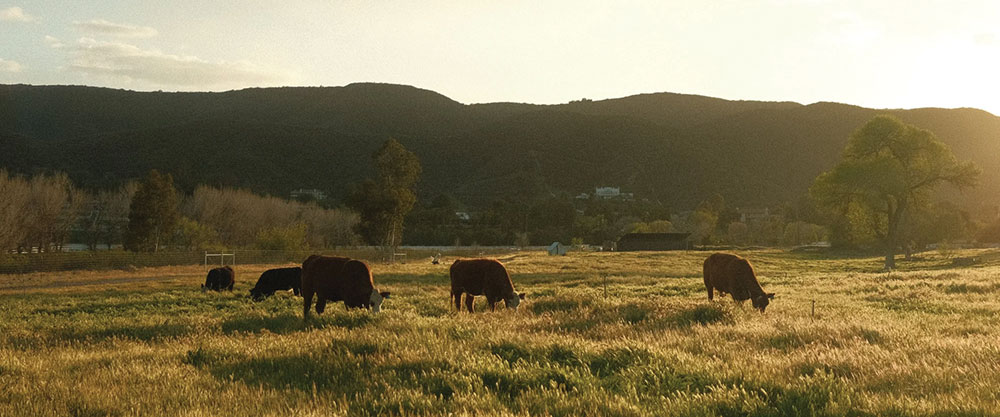 Primal Pastures Cows