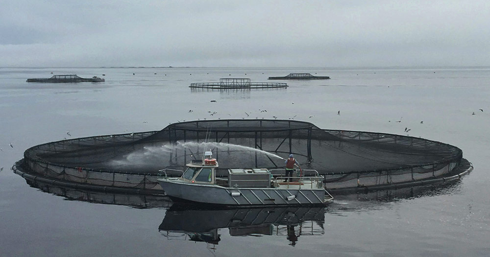 Farm Raised Salmon At Sea
