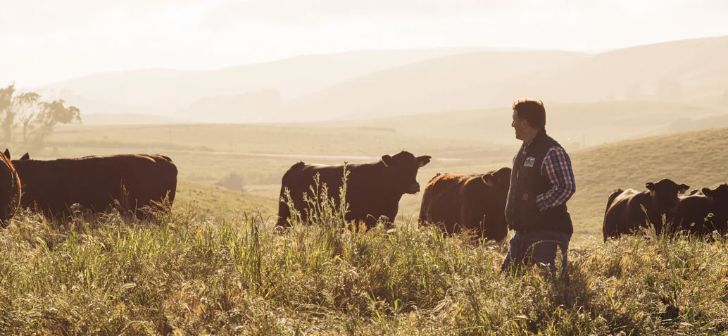 Stemple Creek Ranch: Four Generations of Regenerative Meat | Timbo's Food Box Stemple Creek Ranch Cows