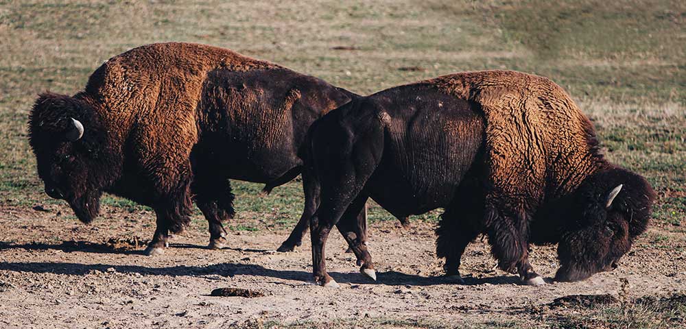 The Honest Bison Farming